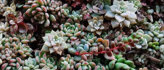 Vetplanten